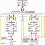 Image result for Cellular Respiration Drawing