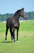 Image result for Black N White Photography Horse