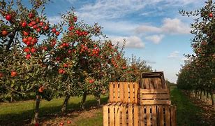 Image result for Upstate NY Apple Orchard
