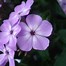 Résultat d’images pour Phlox Violet Flame (Paniculata-Group)