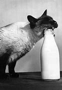 Image result for Pilk Milk Cat