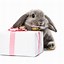 Image result for Funny Happy Birthday Bunny
