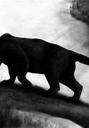Image result for Black Panther Jungle
