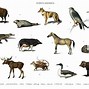 Image result for Different Types of Animal Species