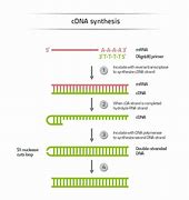 Image result for cDNA چیست
