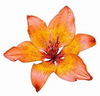 Image result for Different Flowers Without Background