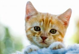 Image result for Crying Cat Wallpaper