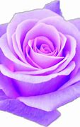 Image result for Cute Roses Wallpapers for Phone