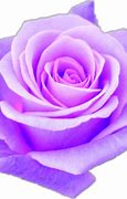 Image result for Light Purple Roses