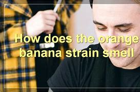 Image result for Orange Banana Strain