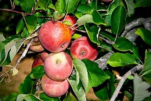 Image result for Winesap Applws