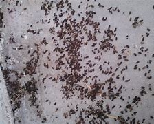 Image result for Cricket Droppings