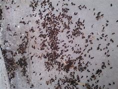 Image result for Cricket Droppings
