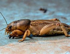 Image result for Kinds of Crickets