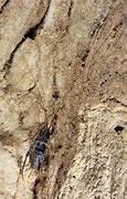 Image result for cave cricket habitat