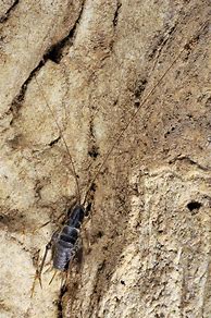Image result for Cave Cricket Habitat