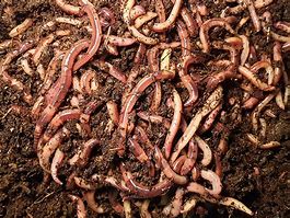 Image result for Fishing Bait Worms