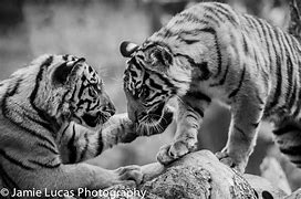 Image result for Male Tiger Kills Cub