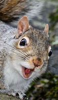 Image result for Excited Animal