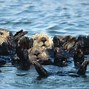 Image result for Sea Otters Appearence