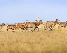 Image result for Whitetail Deer Herd