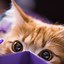 Image result for Cute Cat Wallpaper for iPhone