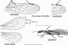 Image result for Australian Pink Lacewing