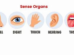 Image result for 5 Sense of Organs