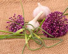 Image result for Garlic Flowers Edible