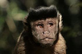 Image result for Brown Monkey