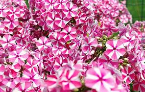 Image result for Phlox Peppermint Twist ® (Paniculata-Group)