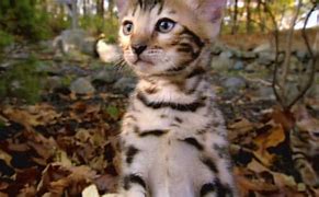 Image result for Cute Animal Planet