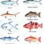 Image result for Ram Fish Types