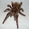 Image result for Red Goliath Bird Eating Spider