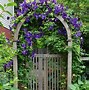 Image result for How to Care for Clematis Vine
