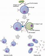 Image result for Memory B-cell Response