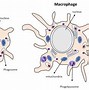 Image result for Macrophage