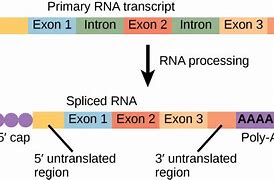 Image result for Exon 2 Gene