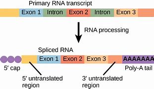 Image result for Exon 4 and 5 Fibrillin-1