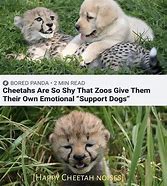 Image result for Cheetah Delete It Meme