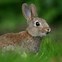 Image result for rabbit