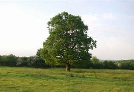 Image result for Single Tree Greenfield
