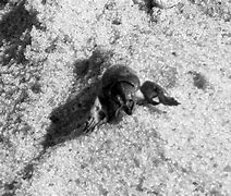 Image result for Mole Cricket Signs