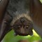 Image result for Holding a Fruit Bat