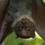 Image result for Orange Fruit Bat