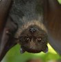 Image result for Cute Fruit Bat Drawing