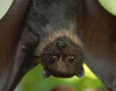 Image result for Fruit Bat Close Up