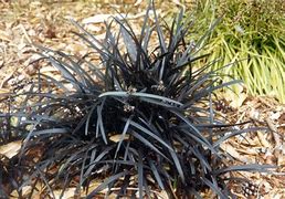 Image result for Ophiopogon planiscapus Black Dragon