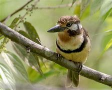 Image result for Hypnelus ruficollis