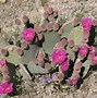 Image result for Yellow Spring Mojave Desert Flowers